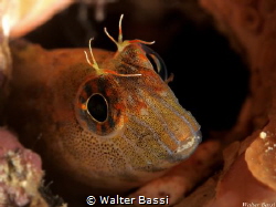 Blenny by Walter Bassi 